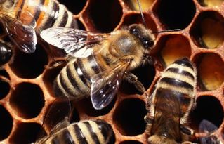蜂巢的作用 蜂巢的作用与功效是什么