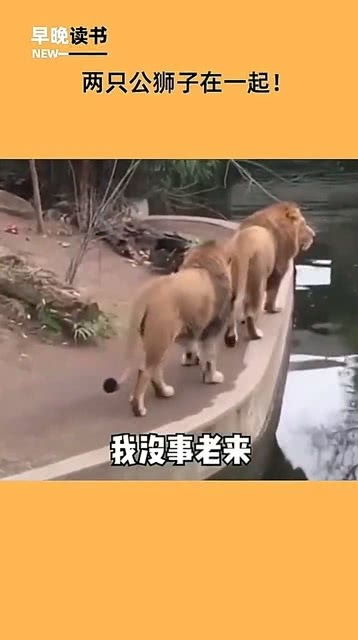 两只公狮子在聊天 