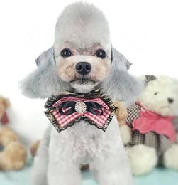 狗狗图片欣赏 泰迪狗这样打扮才最可爱,今年最流行的的泰迪造型 