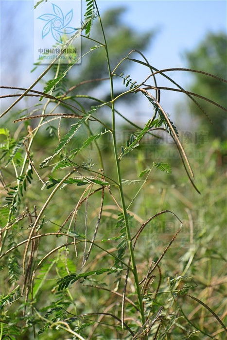 这种野生植物叫什么 长很多果实像绿豆 有毒吗 