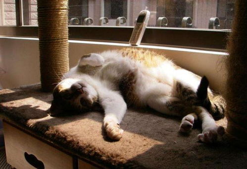 猫咪不只是喜欢睡猫窝,还会睡别的地方,你们知道几个