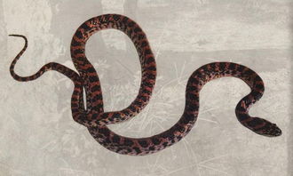 这种蛇是什么蛇,圆头头部那里有点红,后面都是青色上面有黑色斑点 