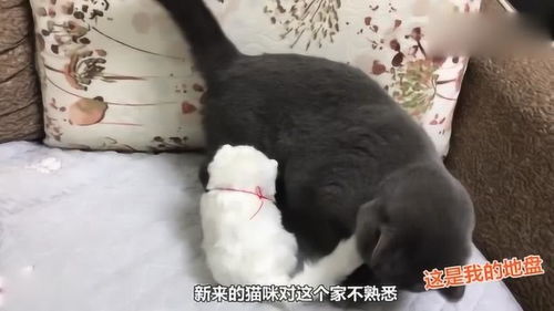 我想收养一只流浪猫,应该怎么做 收养流浪猫也分步骤 