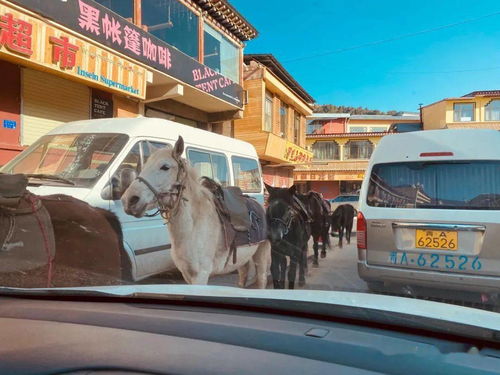 藏族和回族的区别(藏族和回族主要分布在哪里)