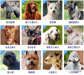 178种狗狗品种大全,原来按体型智商都是这么分 
