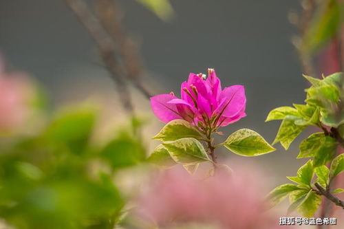 花卉摄影,象征热情的三角梅,摄影咋拍好看 这里有6个拍摄思路