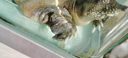 求各位大神指导一下,我家养的这只乌龟前爪受伤了,应该怎么处理一下呢 都有快一个月了 