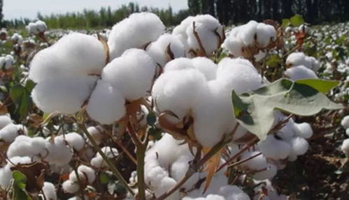 精选一组关于棉花的趣知识 1929年棉花曾当选上海市花