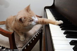英国盲猫恋上弹钢琴 
