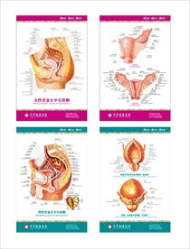 女性解剖图片大全图片 搜狗图片搜索