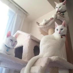 日本网友家养了4只纯白猫,要不是有吊牌,估计不知道谁是谁了... 