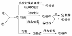 什么是非等位基因?