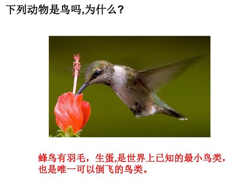 六年级上册科学课件 1.3 鸟类动物的特征 冀教版 共37张PPT 