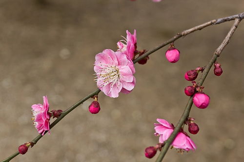 从2月19号开始财运旺盛,桃花运转,爱情甜蜜,贵人扶持的四星座