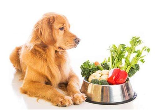 谨记,这六种蔬菜不能给狗狗吃,杀伤力很大