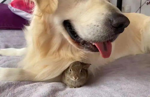 宠物故事 兔妈妈生下一窝小兔子,竟被金毛抢走,它超积极看护小兔子