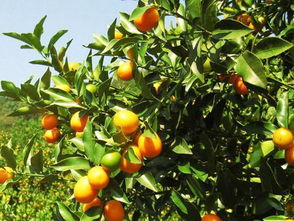 金橘叶的种植技巧和采集加工