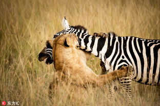 肯尼亚母狮偷袭斑马 不料被其猛然一脚踹在脸上 