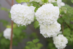 什么絮飞花——探寻生活中的诗意与远方，飞絮飞花何处是?