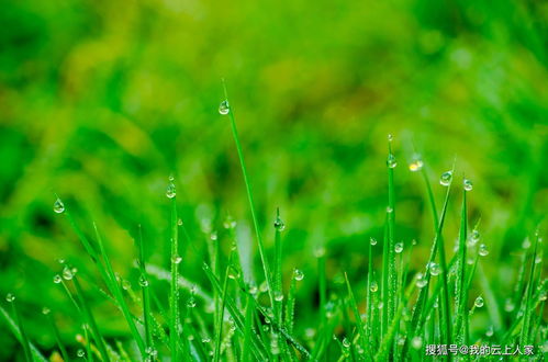 谷雨象征着什么精神