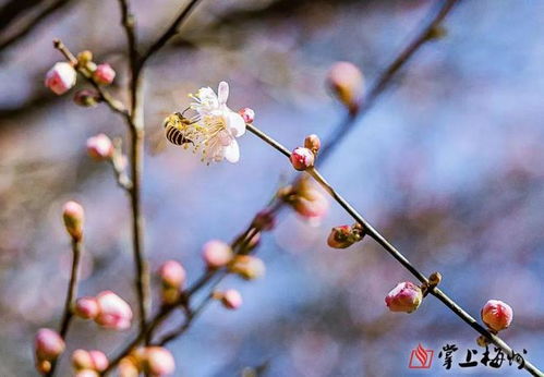 太惊艳了 梅州登上央视 新闻联播