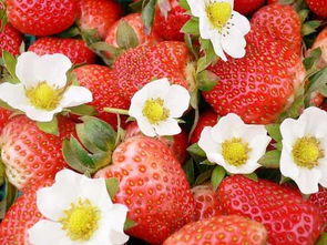 隆冬周末游 京郊采摘草莓 感受春天味道 