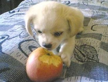 狗能吃苹果吗（狗狗最讨厌摸哪里）