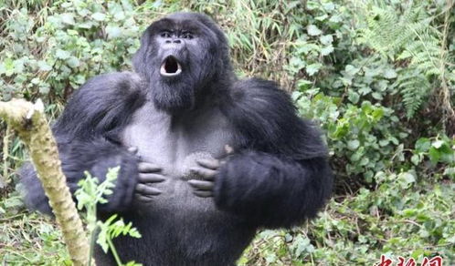 国际最新研究 山地大猩猩捶击胸口或交流自身相关信息