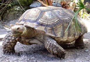 苏卡达陆龟怎么养,苏卡达龟吃什么,苏卡达龟是国家保护动物吗,苏卡达龟繁殖方式 齐家网 