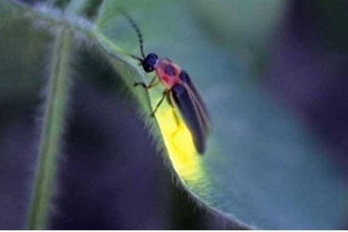 萤火虫会发出什么颜色的光