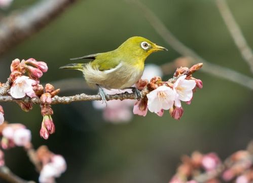 3月28日喜鹊来敲门,4属相日子一顺百顺,事业飞黄腾达,富贵自来