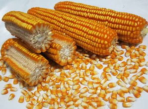 迪卡1563玉米品种介绍,低卡玉米种子？