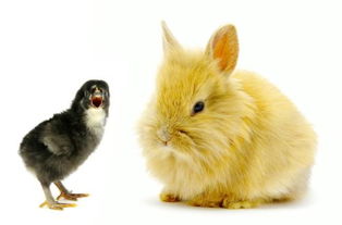 鸡兔共100只,鸡脚比兔脚多20只,问鸡兔各多少只 