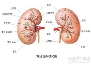 治疗肾炎的激素有什么副作用