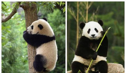 我国其实有两种大熊猫,一种像熊,一种像猫,已各自演化30万年