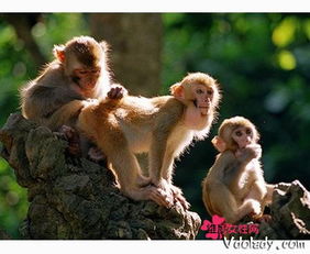 泰国景区猴子泛滥 蜂拥围堵游客进行 打劫 