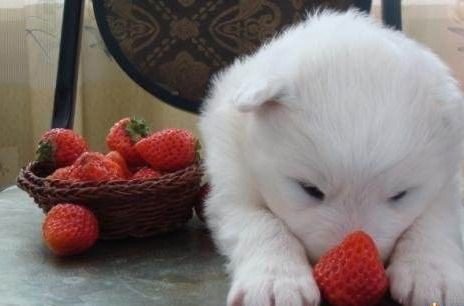 泰迪可以吃草莓吗 