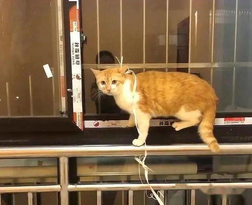 菜市场救下橘猫,养了3个月依然很凶,有些猫养不熟,是真的 猫咪 