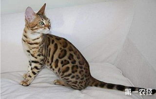 热带草原猫多少钱才能买到一只