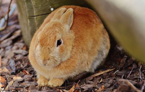 兔子会吃一些乱七八糟的东西,是异食癖吗