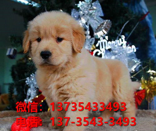岳阳宠物狗犬舍出售纯种金毛犬网上卖狗买狗地方在哪有狗市场