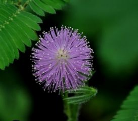 含羞草会开花吗 含羞草花期是什么时候