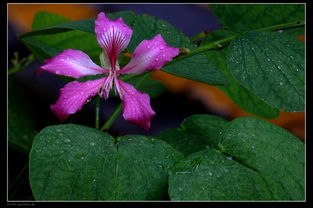 花草与雨露的相逢