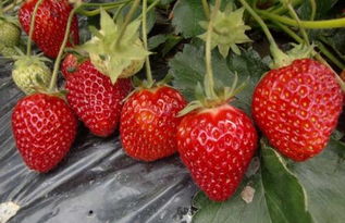 草莓的保鲜方法 草莓怎么保鲜时间长 