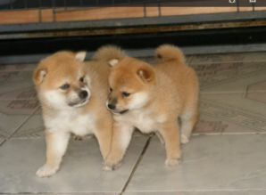 犬舍出售日本柴犬幼犬品相好血统纯看父母欢迎上门
