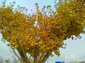 秋天的银杏树叶怎样拍的金灿灿 