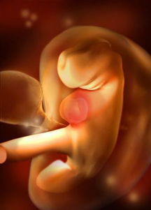 高清模拟胎儿40周是如何发育的 