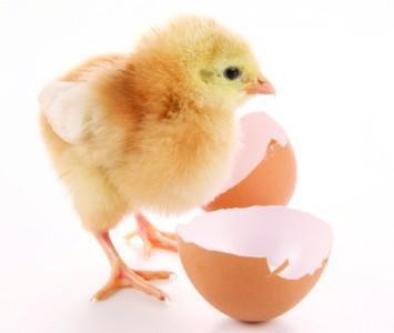 怎样使鸡蛋孵出小鸡 