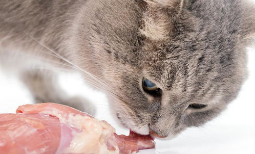 猫咪吃这些食物,比猫粮还 营养 ,还不赶紧喂