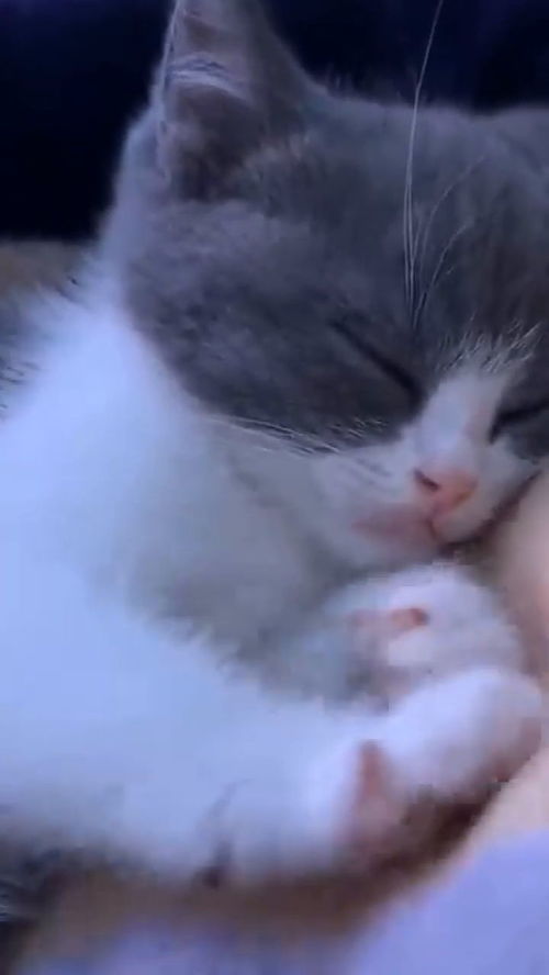 刚养的小奶猫睡的正香,接下来这一幕,也不知道梦见啥了 